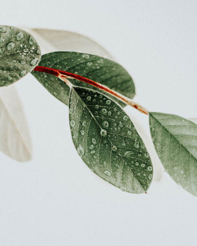 Episode 2: The Gilded Age Downstairs / “Money isn’t Everything” (or is it?)